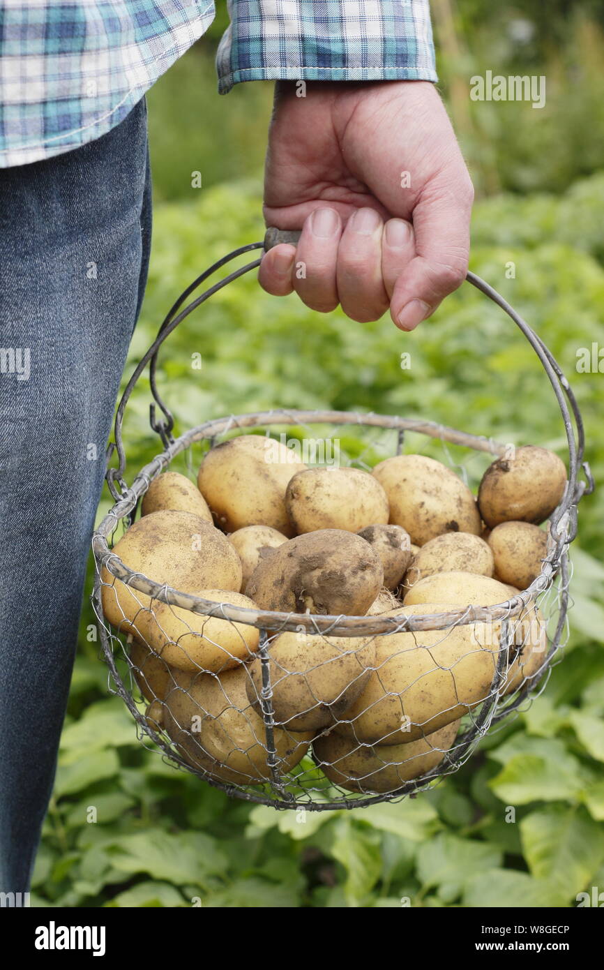 Solanum tuberosum. Les premières pommes de terre « Lady Christl » fraîchement moulées dans un panier métallique dans le jardin britannique Banque D'Images