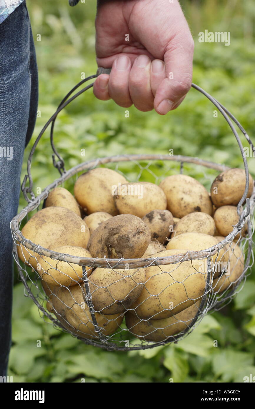 Pommes de terre de jardin Banque de photographies et d’images à haute