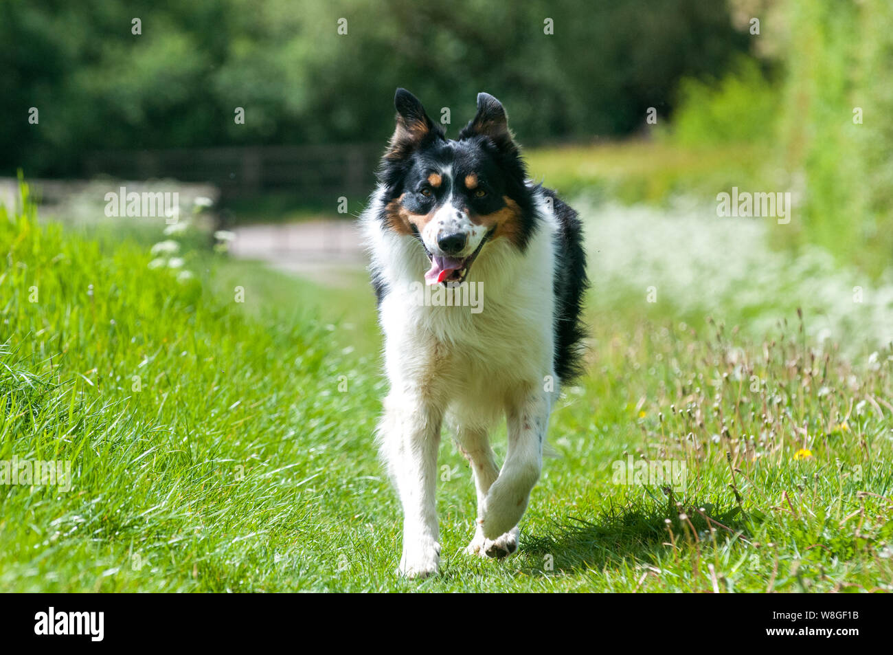 Colley A Poil Long Banque D Image Et Photos Alamy