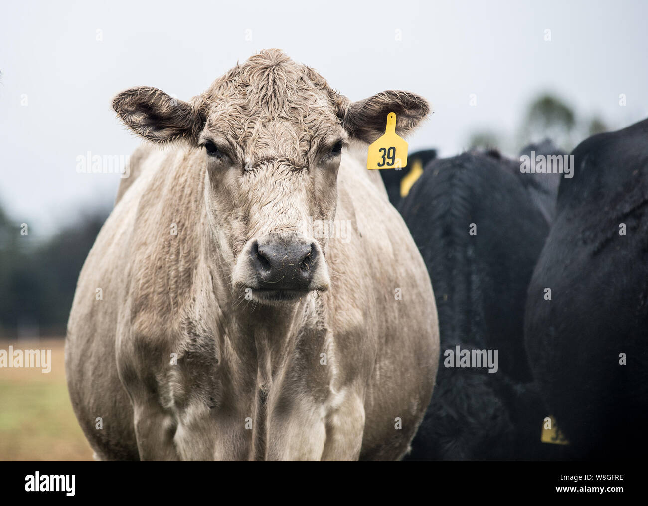 Gros plan d'une vache blanche à la recherche dans l'appareil photo avec l'étiquette d'identification jaune Banque D'Images