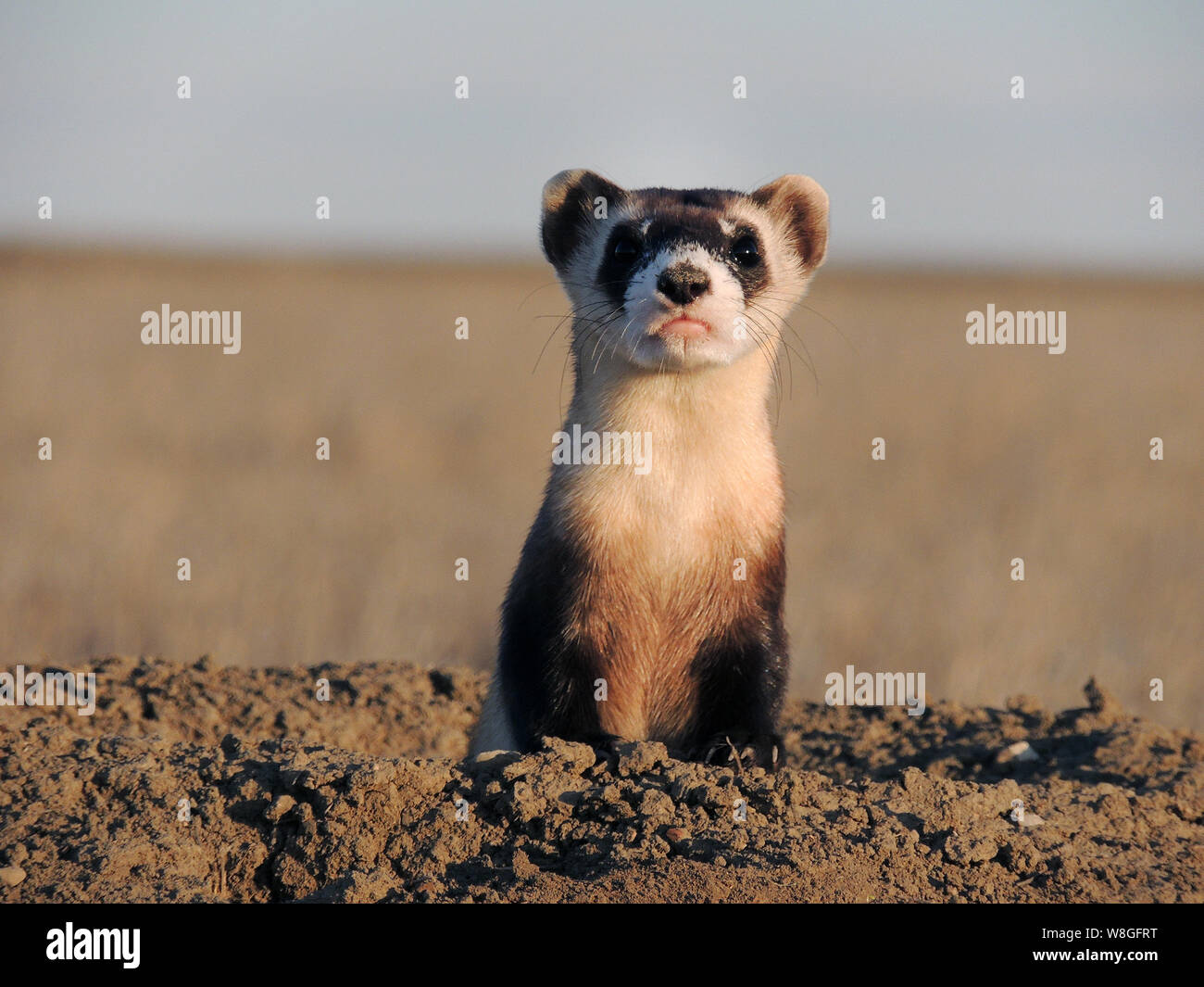 Furets aux pieds noirs Banque de photographies et d’images à haute résolution Alamy