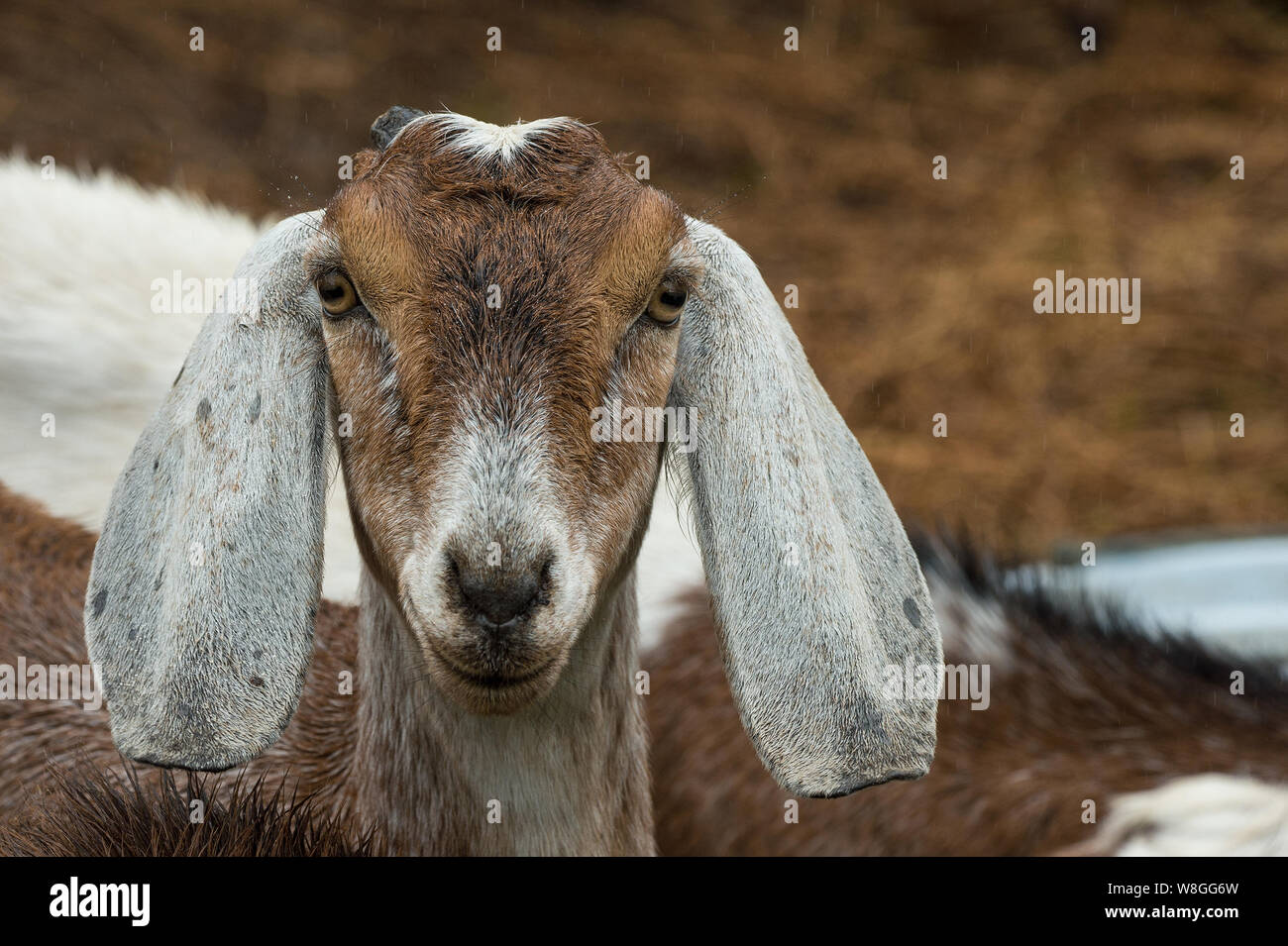 Un an de chèvre Nubian africains regardant la caméra. C'est longues oreilles distinctives sont une adaptation de refroidissement pour les environnements chauds et secs. Banque D'Images