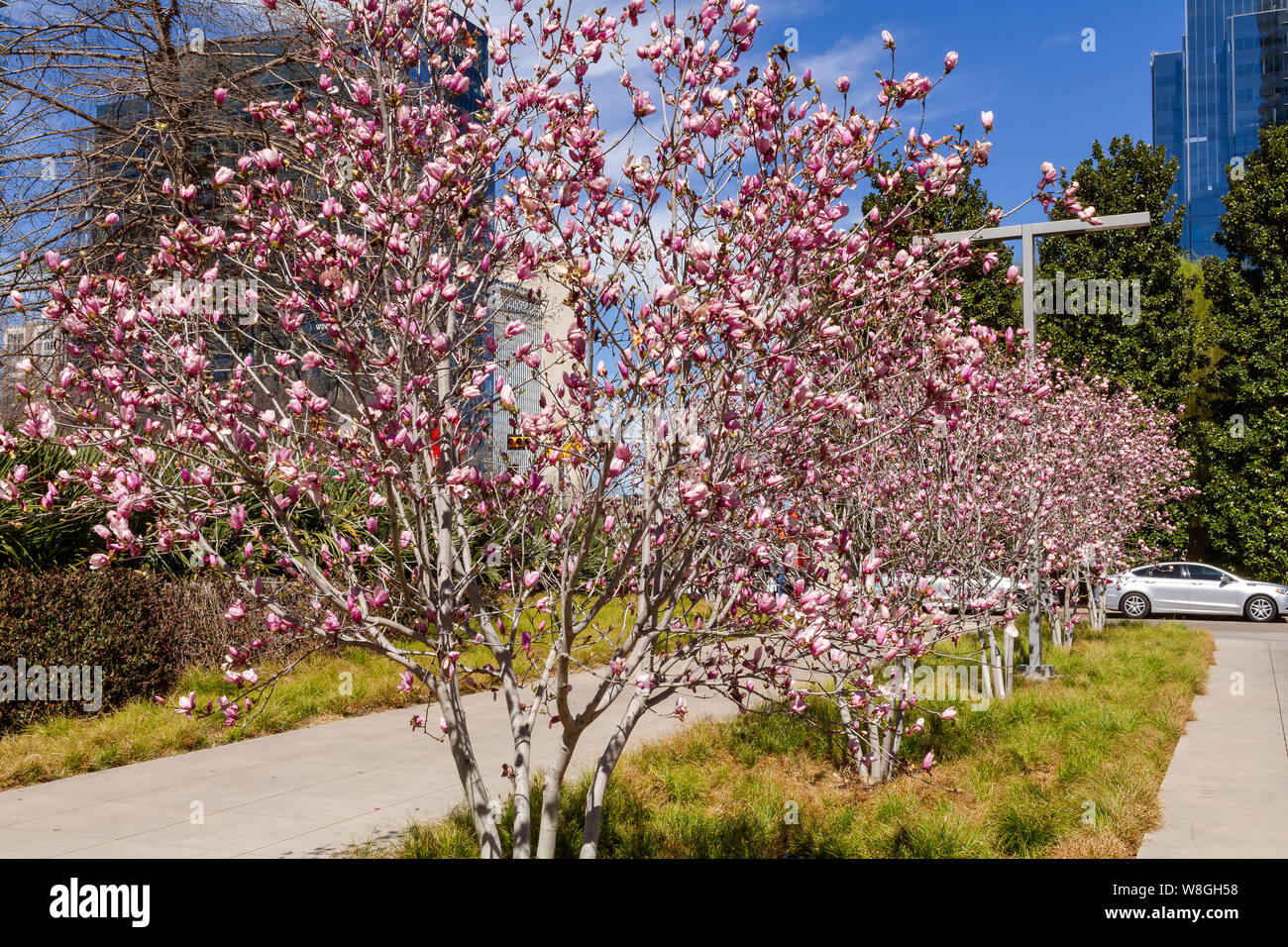 La floraison des pêchers à Dallas Banque D'Images