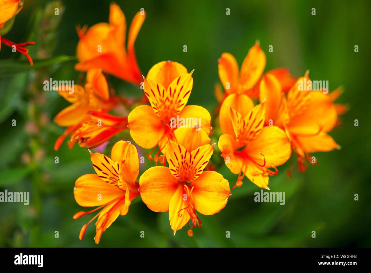 L'Alstroemeria fleurs, communément appelée la Lys péruviens ou lis des Incas, est une plante de la famille Alstroemeriaceae, Angleterre Banque D'Images