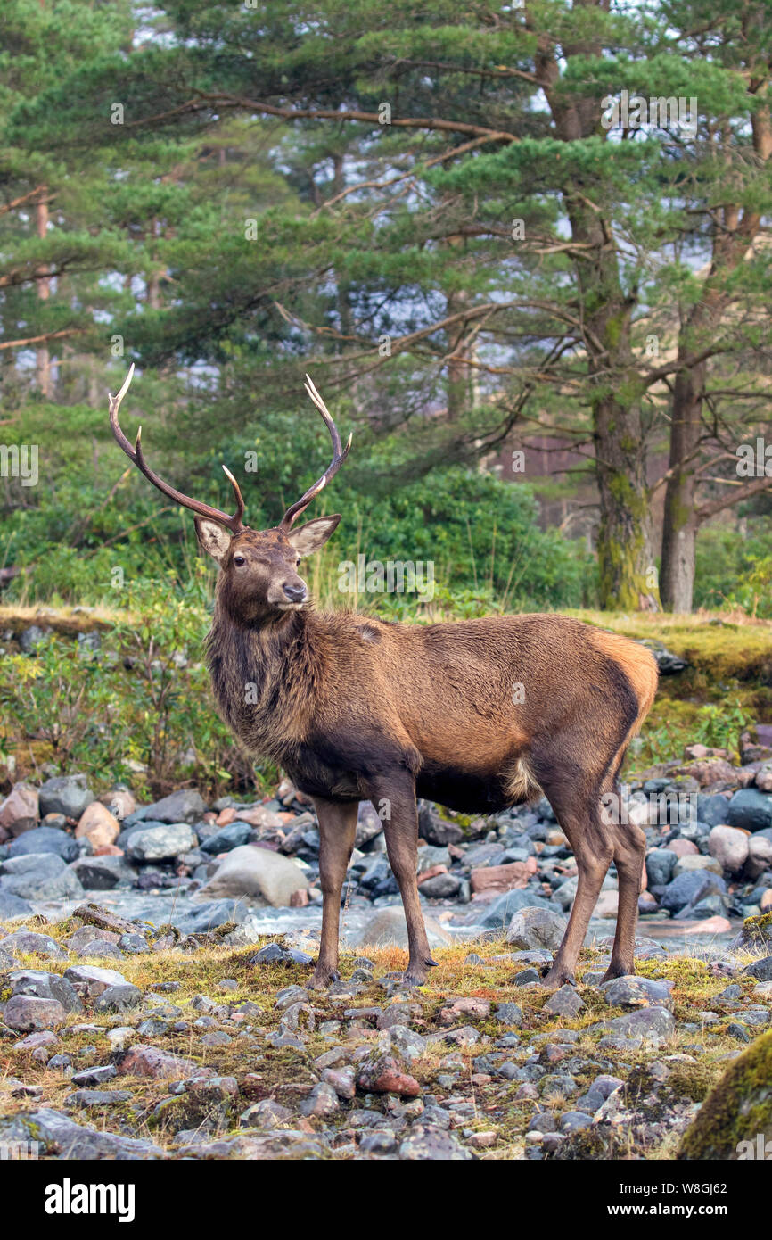 Red Deer stag / homme (Cervus elaphus) sur les bords de la rivière en hiver dans les Highlands, Ecosse, Royaume-Uni Banque D'Images