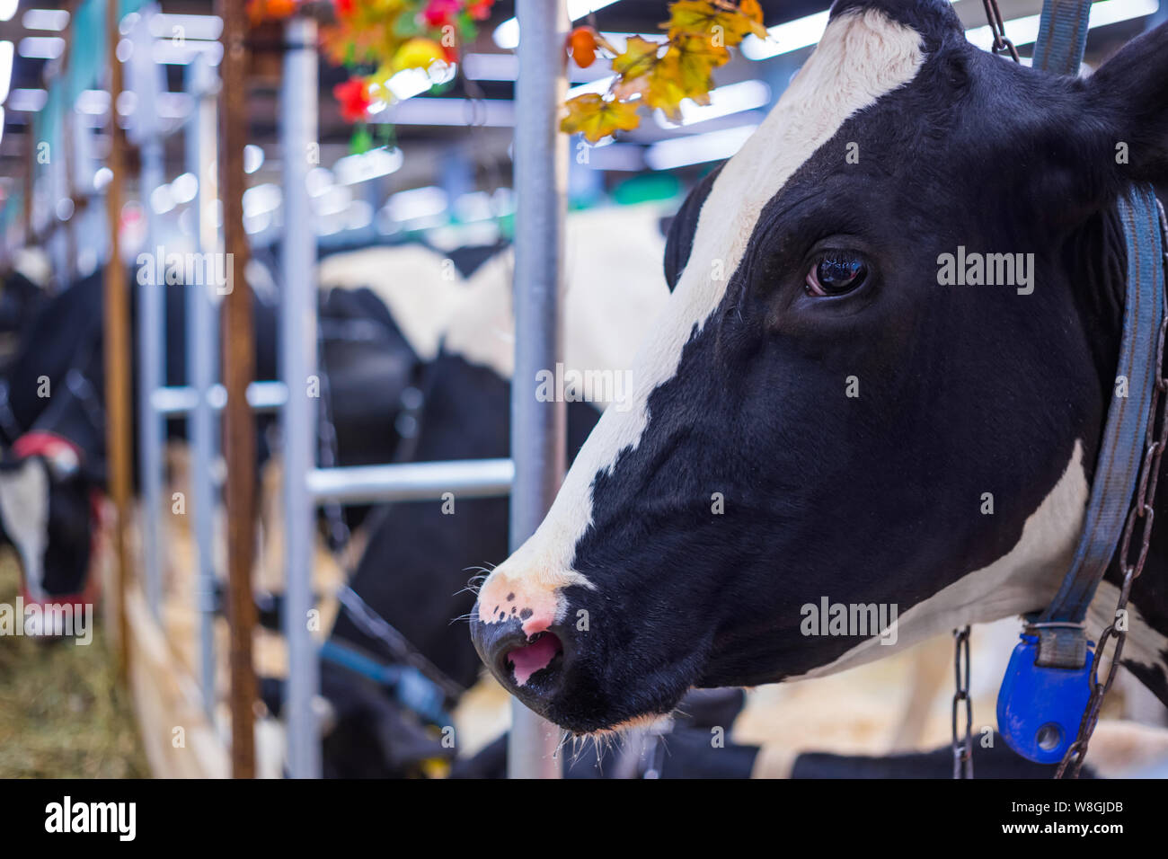 Triste Portrait de vache à la ferme laitière canadienne Banque D'Images