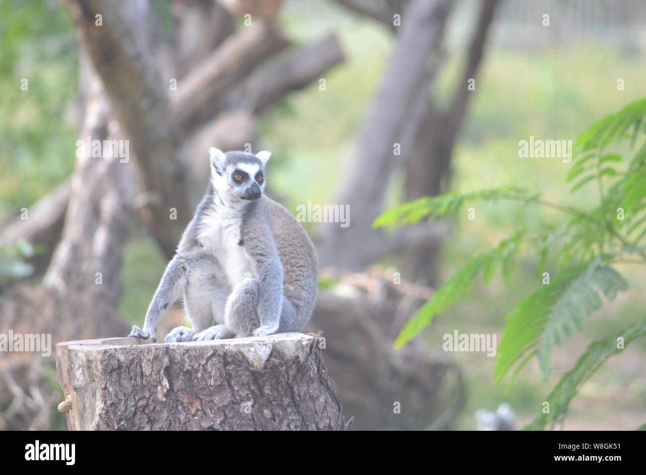 Arbre généalogique sur lemur Banque D'Images