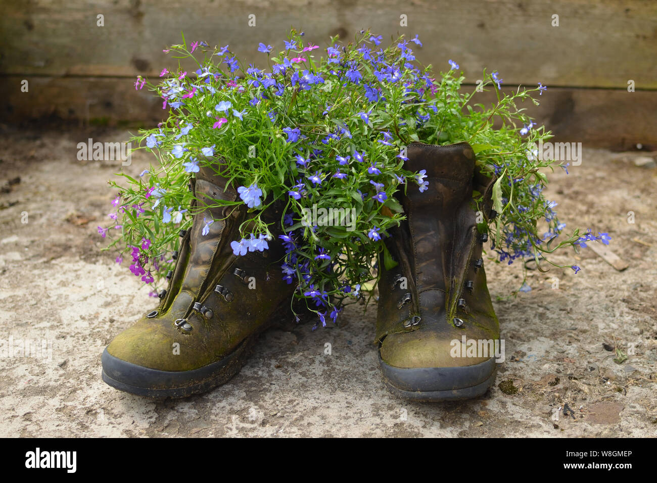 Une paire de bottes de randonnée en cuir vieux pots réutilisés comme pour des fleurs de jardin (lobélies) dans un jardin intérieur au Royaume-Uni. Banque D'Images