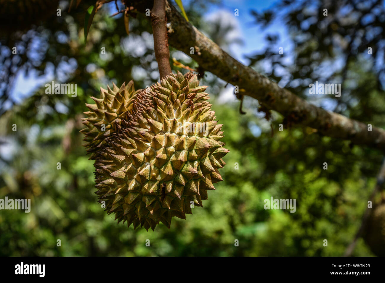 Durian durian fruit frais, arbre sur arbre en jungle sur Bali. Banque D'Images