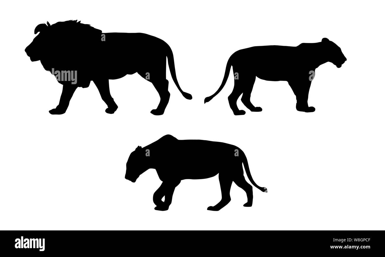 Établir des silhouettes d'un lion et deux lionnes, les animaux dans la nature, isolé sur fond blanc - vector Illustration de Vecteur