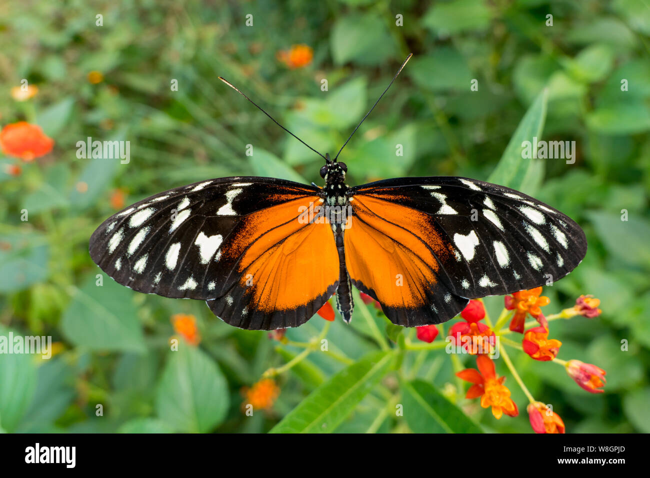 Tiger Longwing papillon Heliconius hecale ) sur fleur Banque D'Images