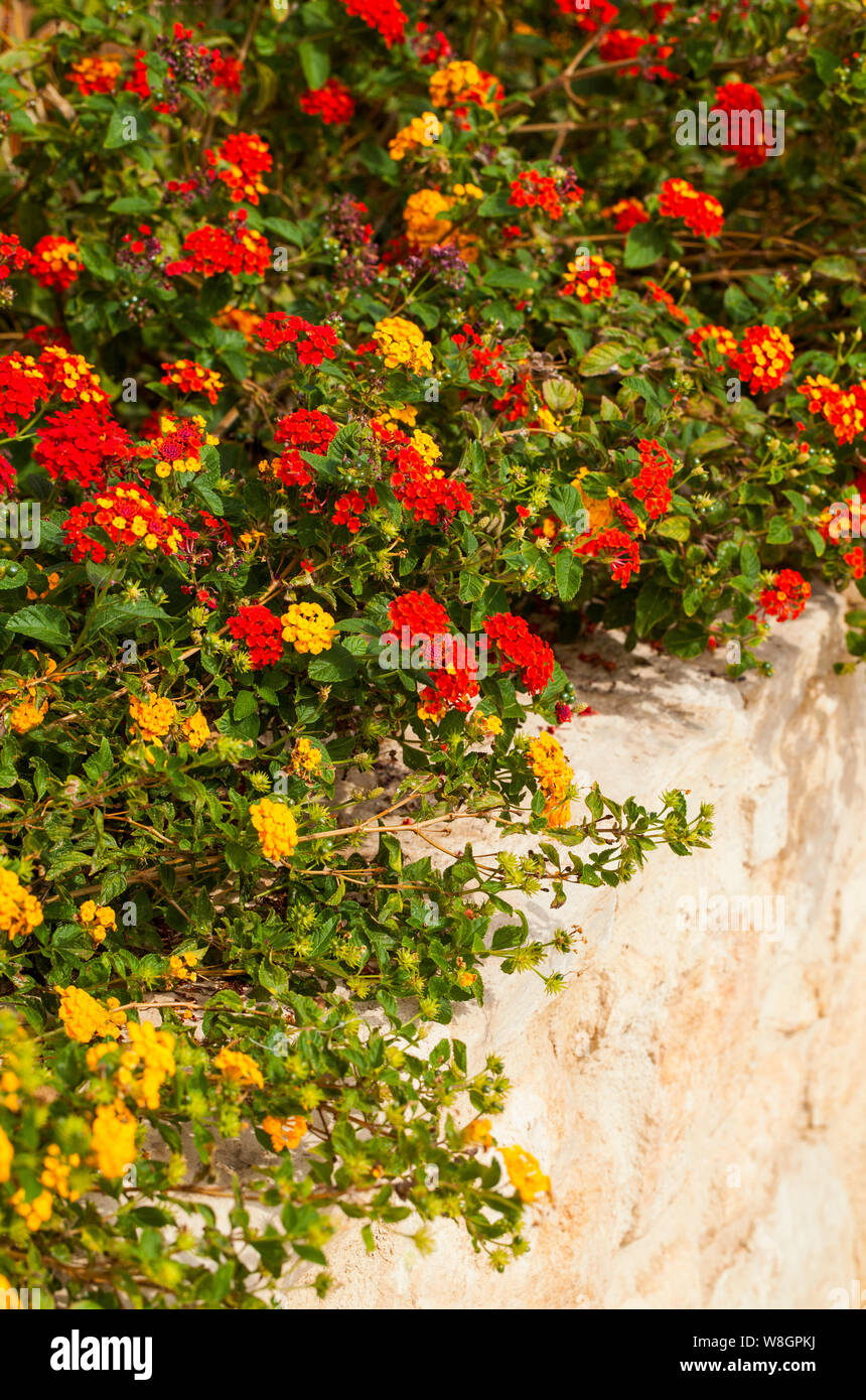 Lantana est un genre d'environ 150 espèces de plantes à fleurs vivaces dans la verveine, de la famille des verbénacées. Banque D'Images