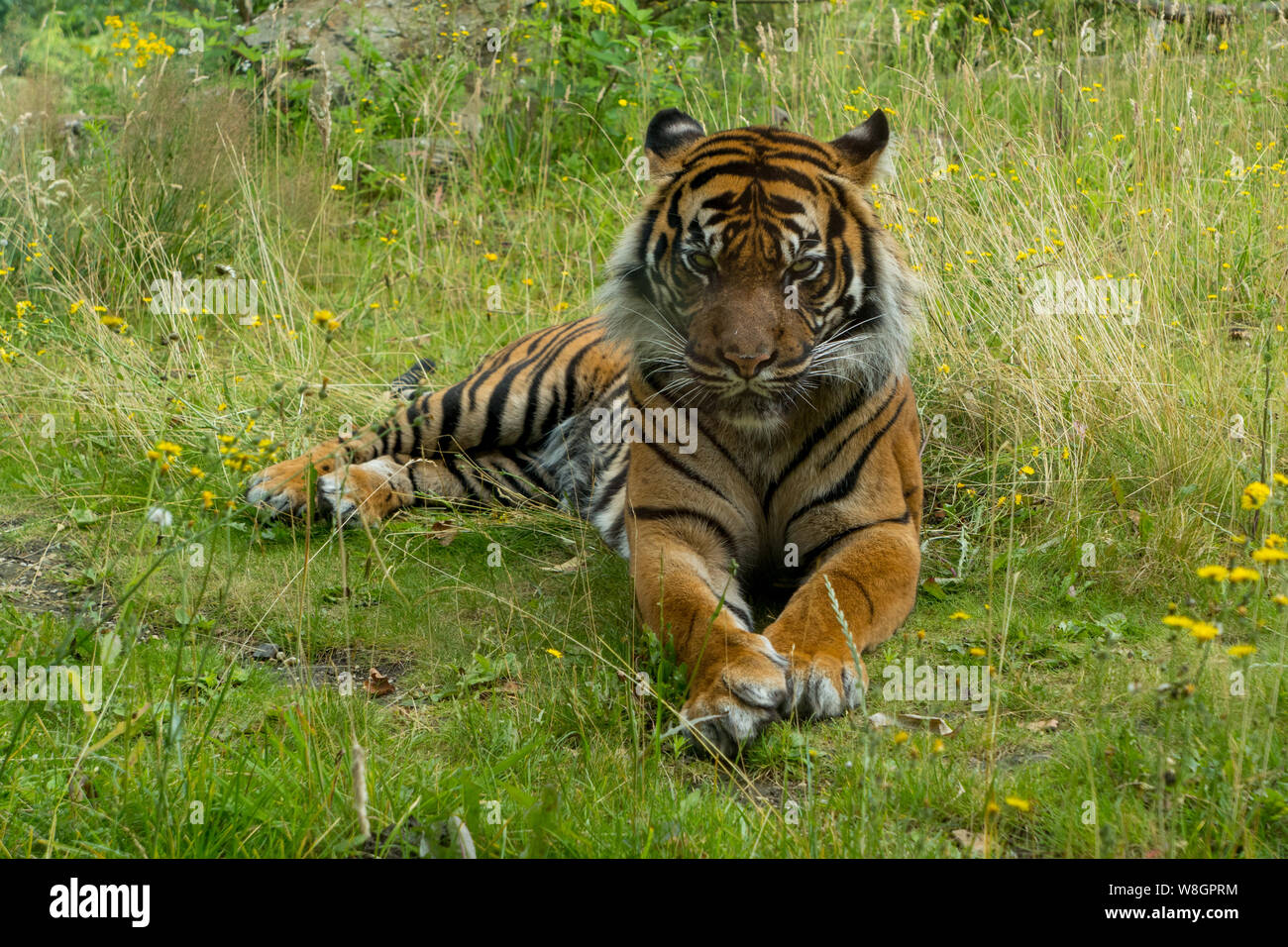 Tigre de Sumatra (Panthera tigris sondaica,herbe ) allongé dans l'herbe Banque D'Images