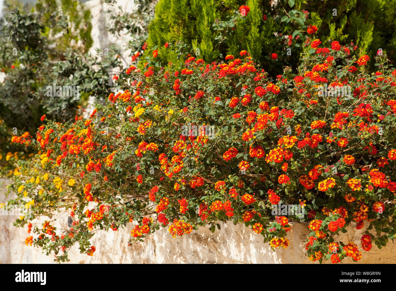Lantana est un genre d'environ 150 espèces de plantes à fleurs vivaces dans la verveine, de la famille des verbénacées. Banque D'Images