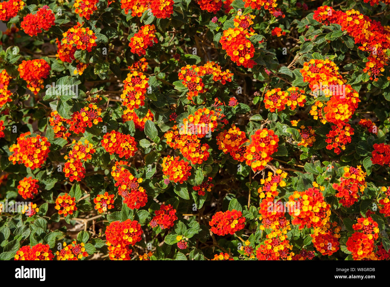 Lantana est un genre d'environ 150 espèces de plantes à fleurs vivaces dans la verveine, de la famille des verbénacées. Banque D'Images