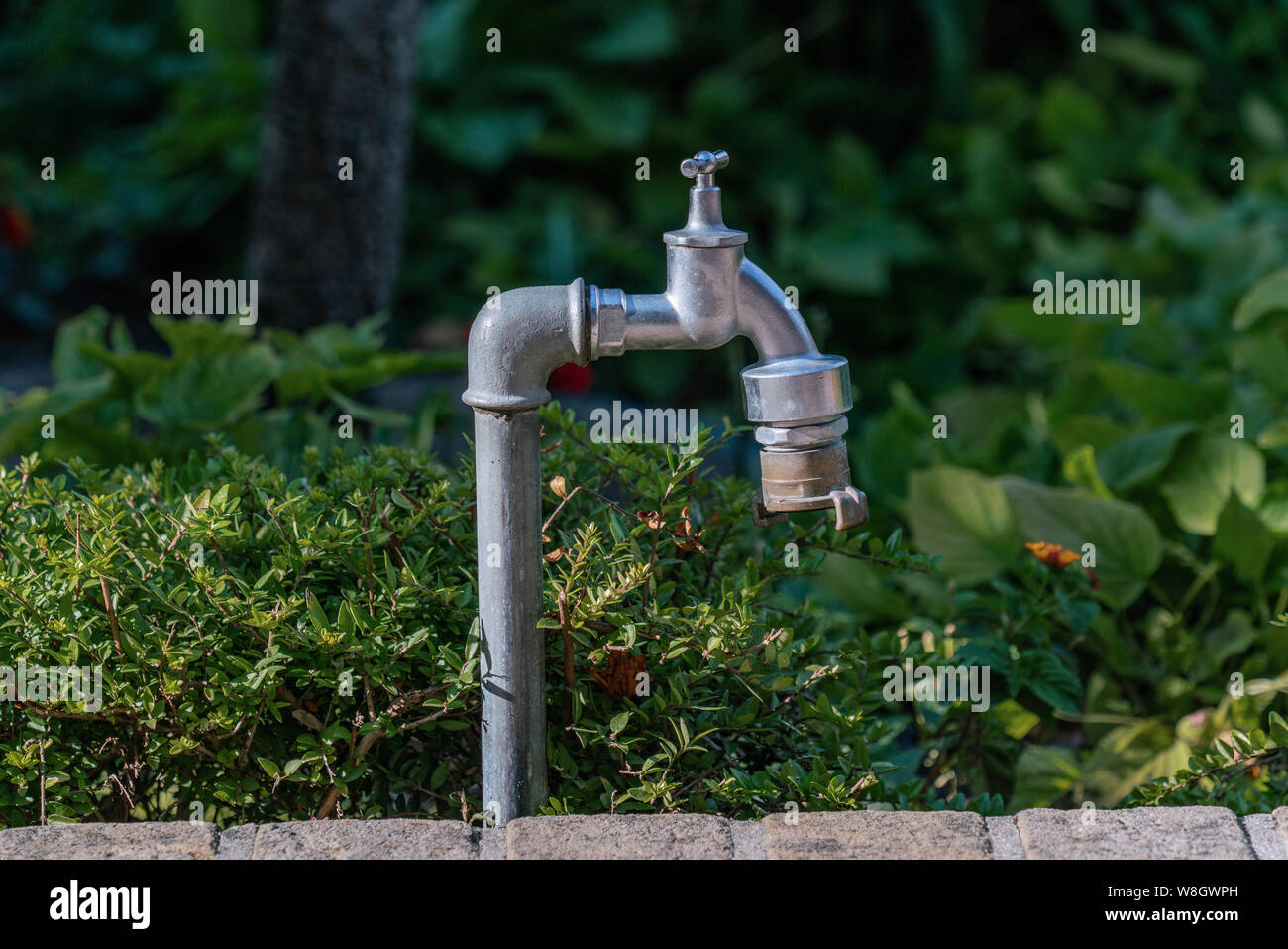 Jardin sur pieds d'un robinet d'eau avec plantes vertes luxuriantes en  arrière-plan Photo Stock - Alamy