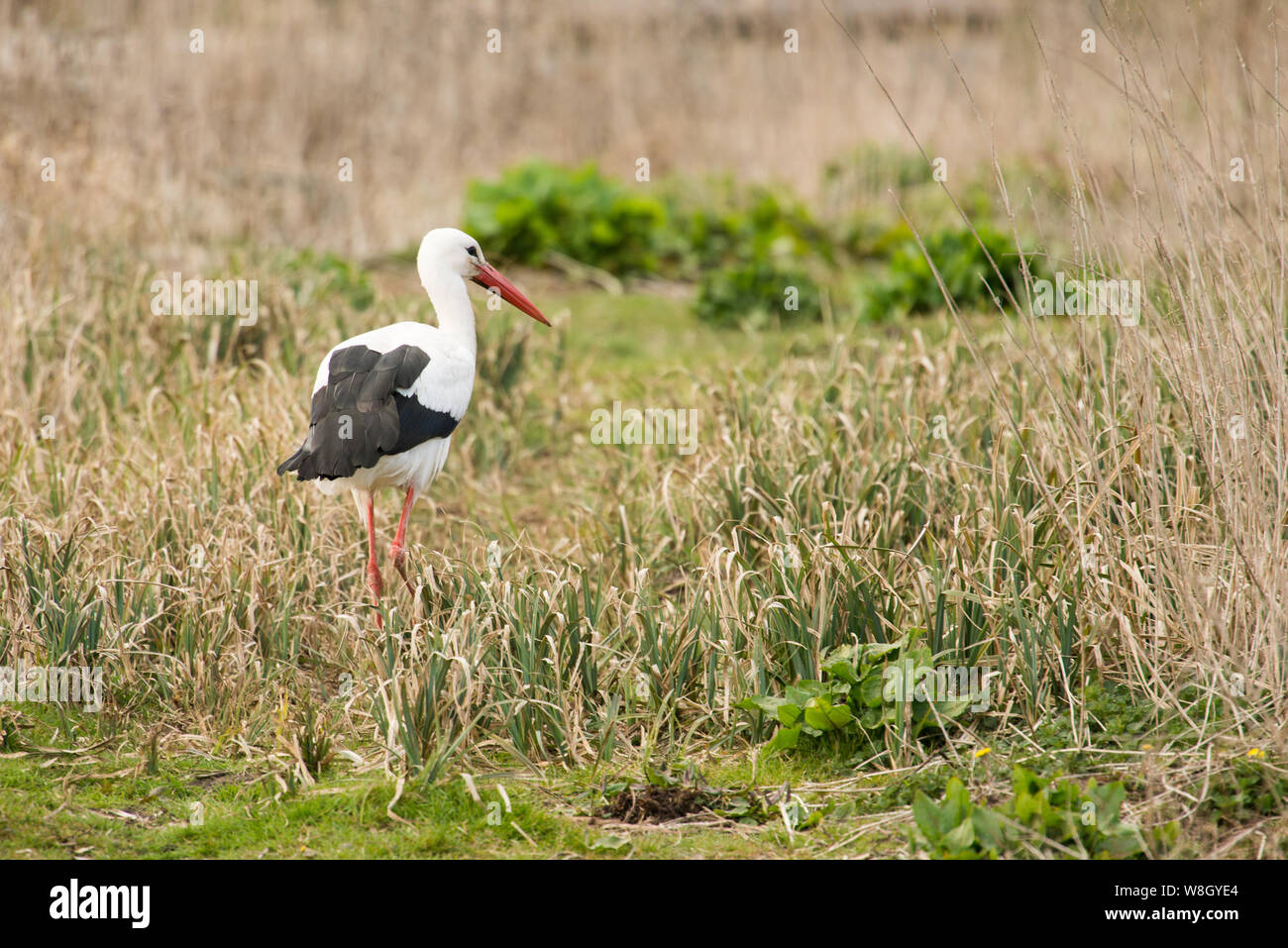 Cigogne blanche européenne, Ciconia ciconia dans son habitat naturel dans une zone humide Banque D'Images