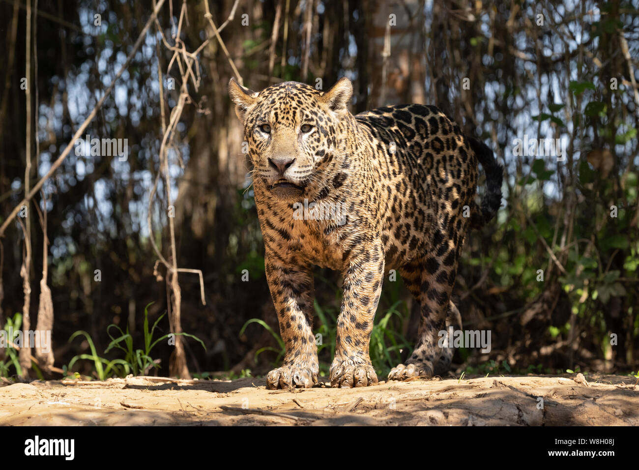 Jaguar Banque D'Images