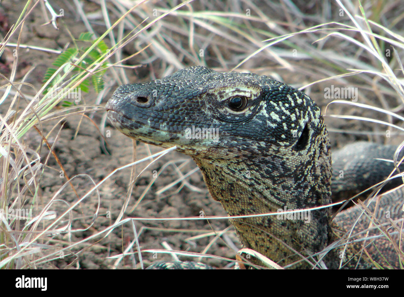 Nourriture de dragon komodo Banque de photographies et d’images à haute