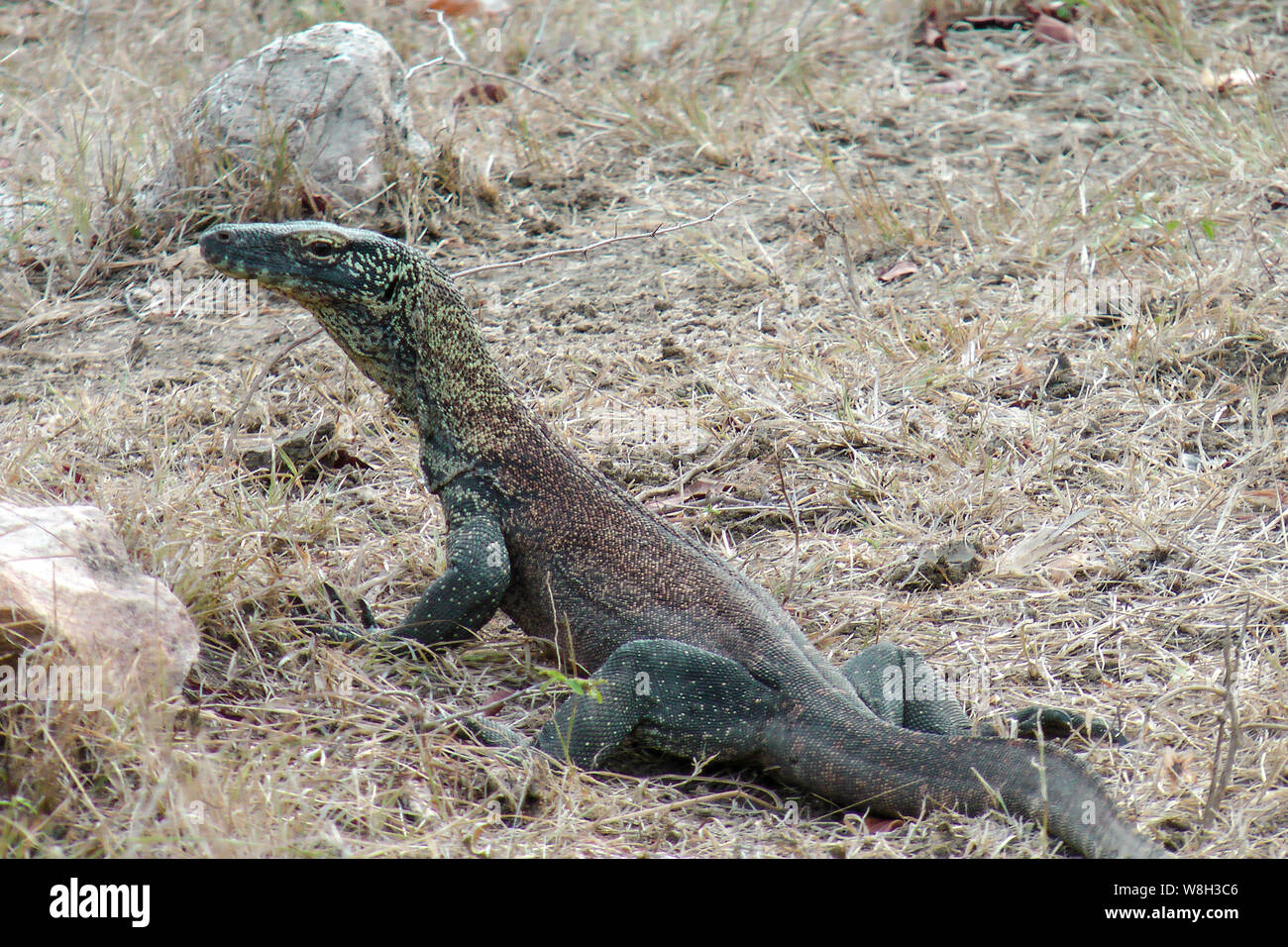 Nourriture de dragon komodo Banque de photographies et d’images à haute