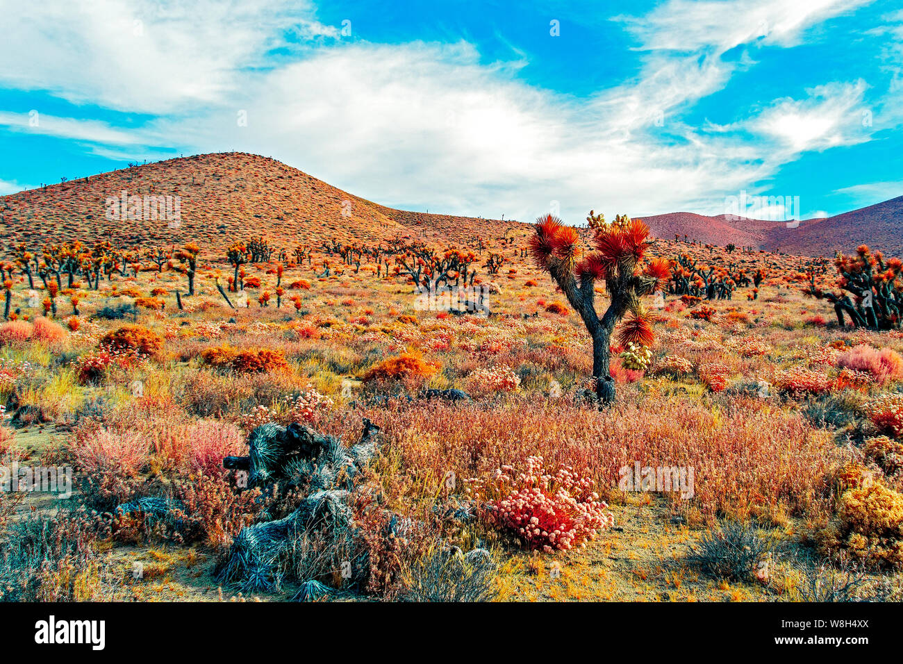 La vallée du désert avec Joshua trees, cactus et pinceau. Désert aride montagne sous ciel bleu avec des nuages blancs. Banque D'Images