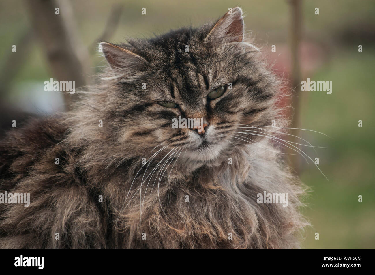 Purebred Cat Norwegian Forest Cat Banque De Photographies Et D Images A Haute Resolution Alamy