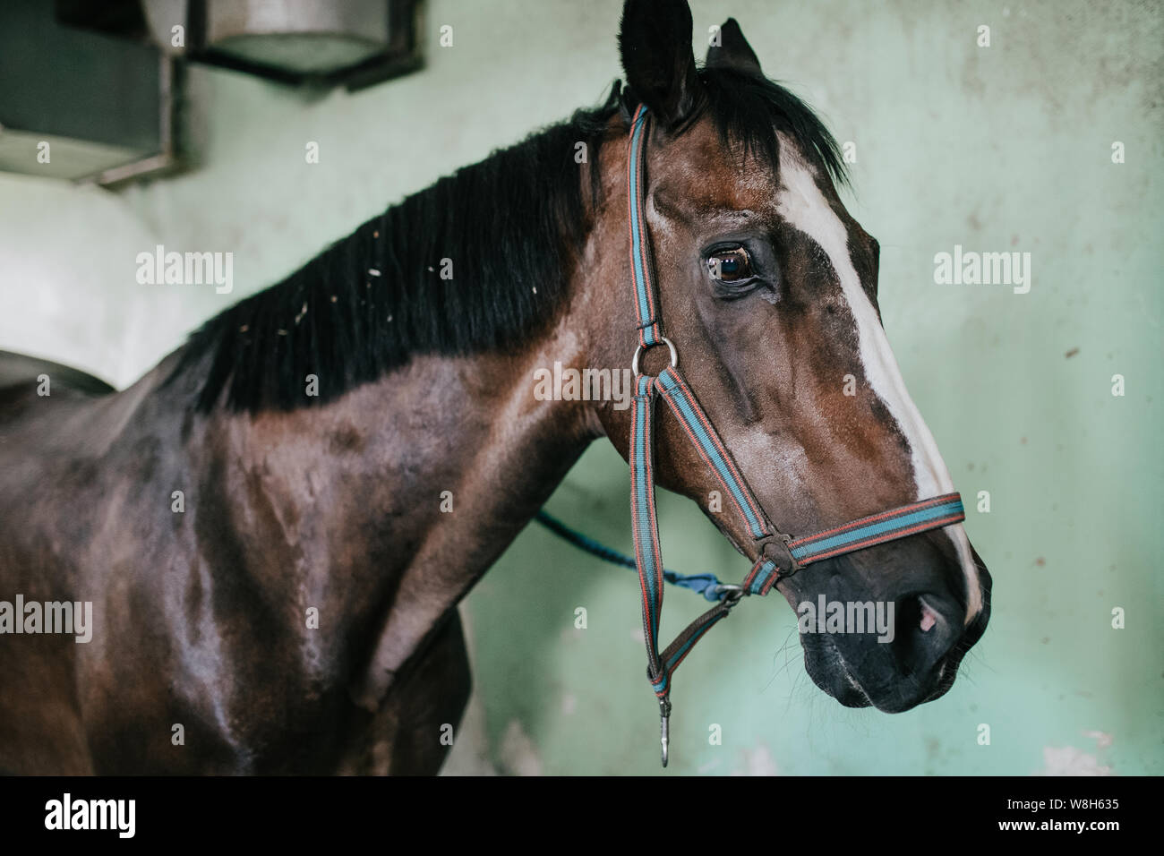 Museau closeup cheval avec mors, base équestre Banque D'Images