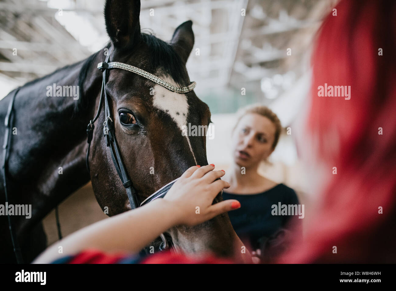 Les chevaux et les visiteurs de la base d'équitation, l'équitation. L'alimentation et le cheval caressant Banque D'Images