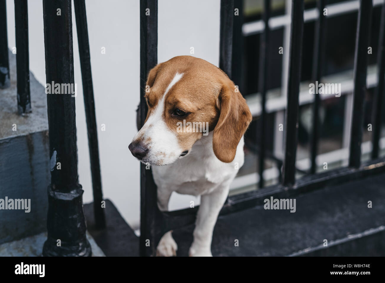 Portrait d'un chien peeking through la clôture, en attente de propriétaire à la maison. Banque D'Images