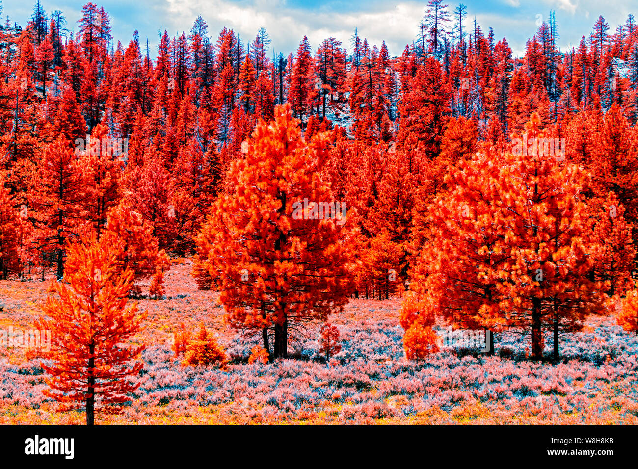 Les arbres dans la zone rouge orange sous ciel nuageux ciel bleu. Banque D'Images