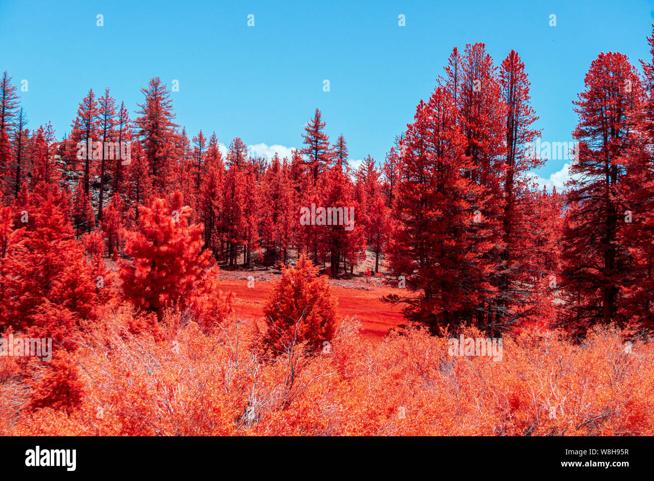 Prairies de montagne avec buissons et arbres en automne couleurs sous ciel bleu. Banque D'Images