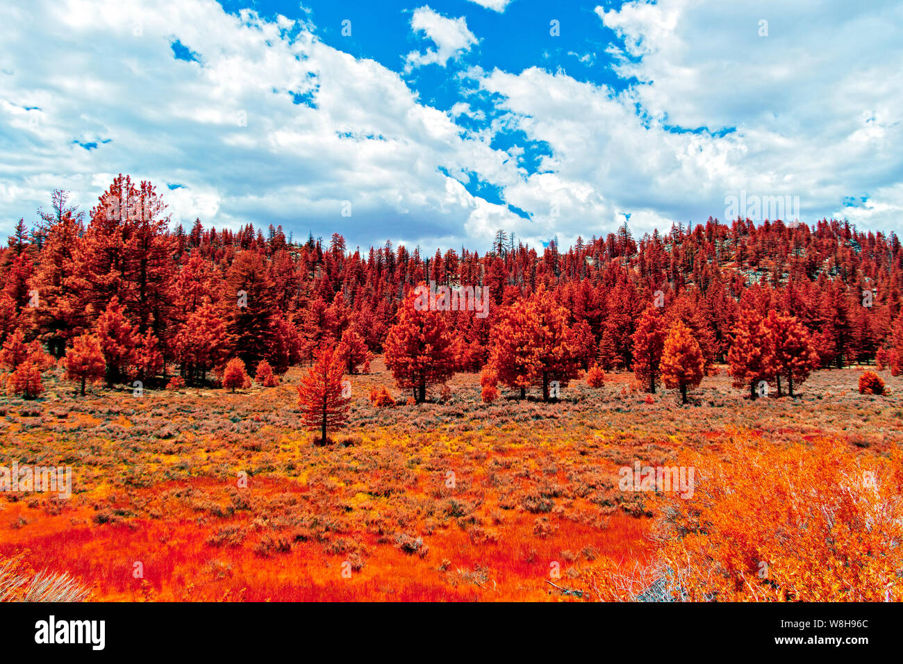 Prairies de montagne et forêt en automne couleurs sous ciel bleu avec des nuages blancs. Banque D'Images