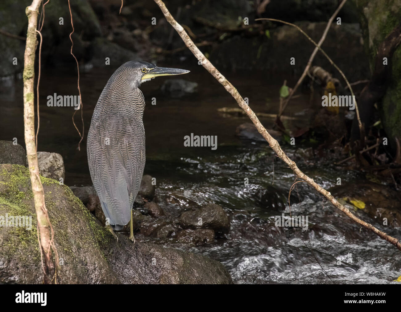 Gène Fasciated Tiger Heron Banque D'Images