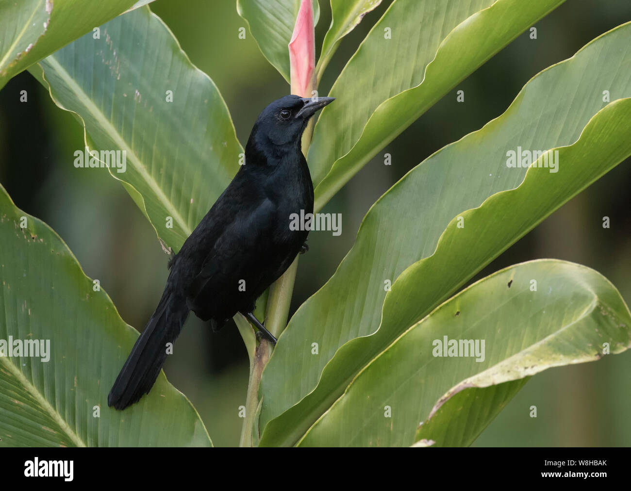 Blackbird mélodieux Banque D'Images