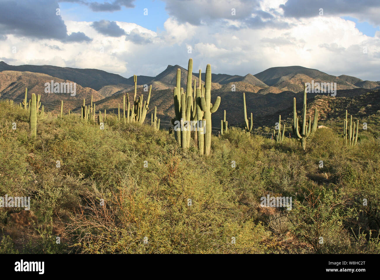 Paysage de l'Apache Trail - Arizona Banque D'Images
