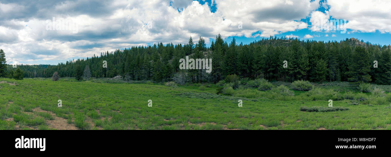 Vue panoramique de Green Mountain Meadows avec vert forêt et collines sous ciel bleu avec des nuages blancs. Banque D'Images