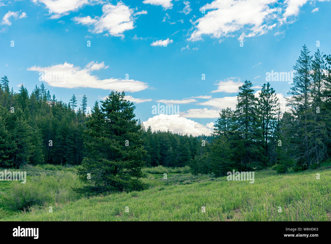 Prairies de montagne avec les pins verts et les forêts sous ciel bleu avec des nuages blancs moelleux. Banque D'Images