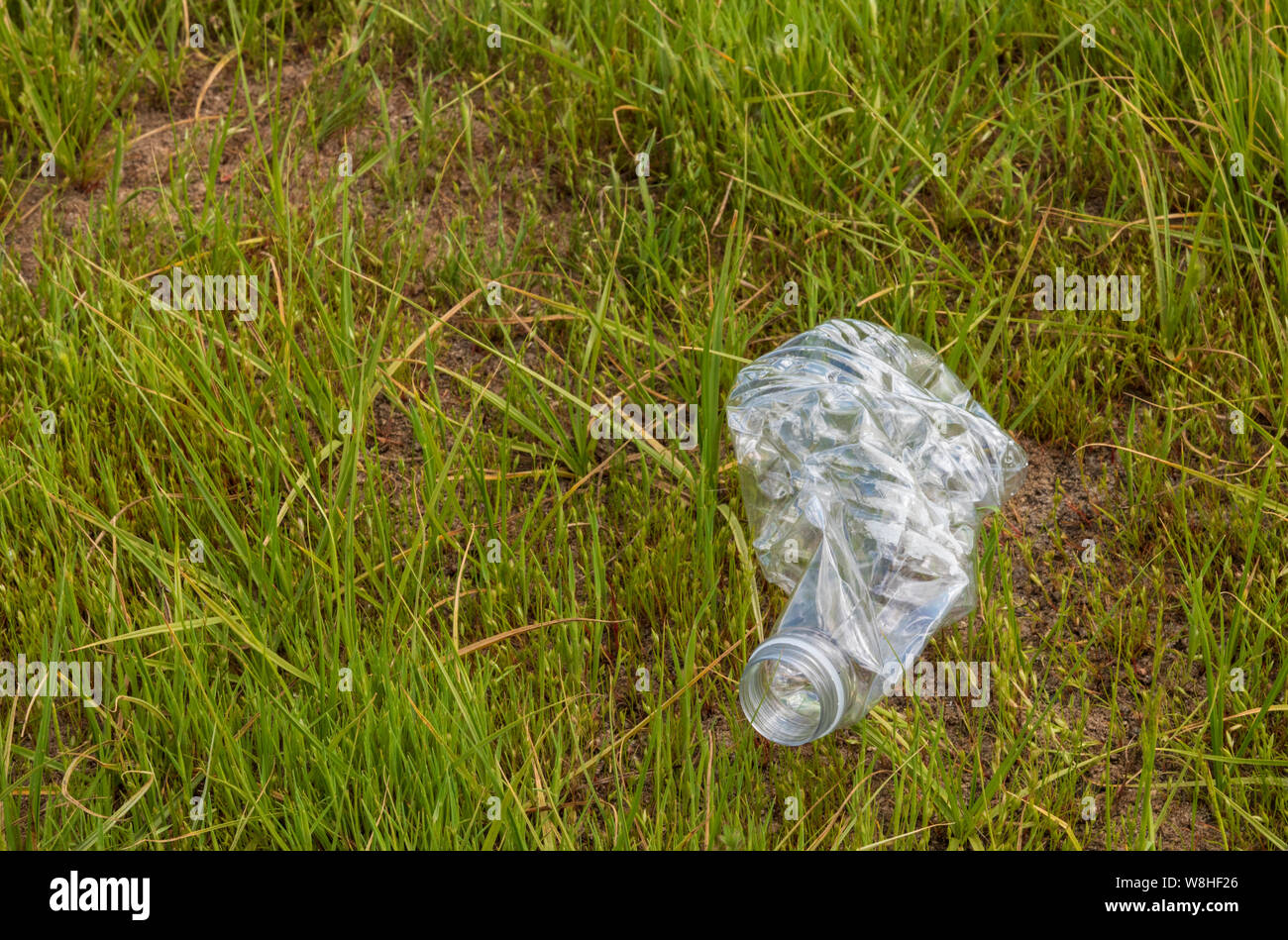 Bouteille de boisson en plastique portant dans l'herbe verte. Bouteille est écrasé et faites de plastique transparent. Banque D'Images