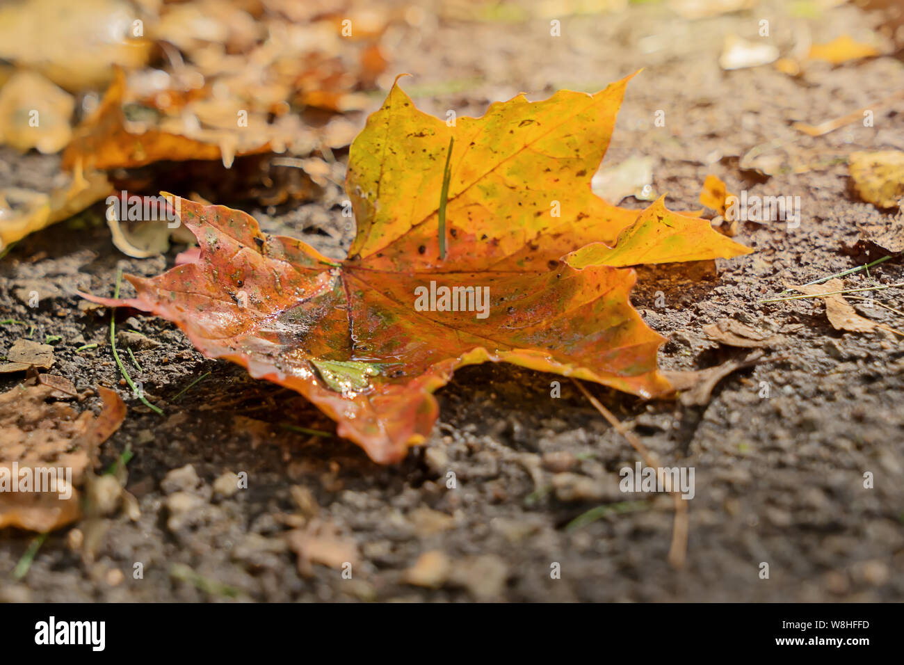 Close up of maple leaf unique jaune tombé sur le sol en bois de la lumière du soleil. Automne fond concept Banque D'Images