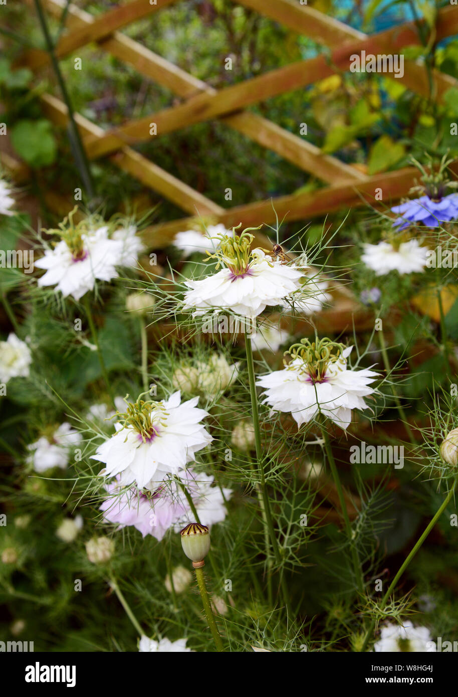L'amour blanc dans un brouillard - nigella - fleurs entouré de feuillage frondy, croissante à l'encontre d'un treillis en bois Banque D'Images