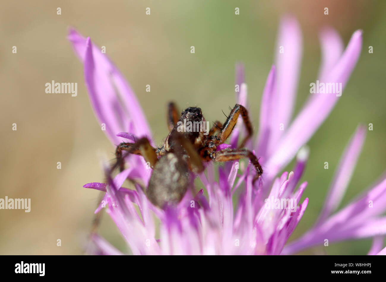 Dans l'araignée fleur pourpre bourgogne france Banque D'Images