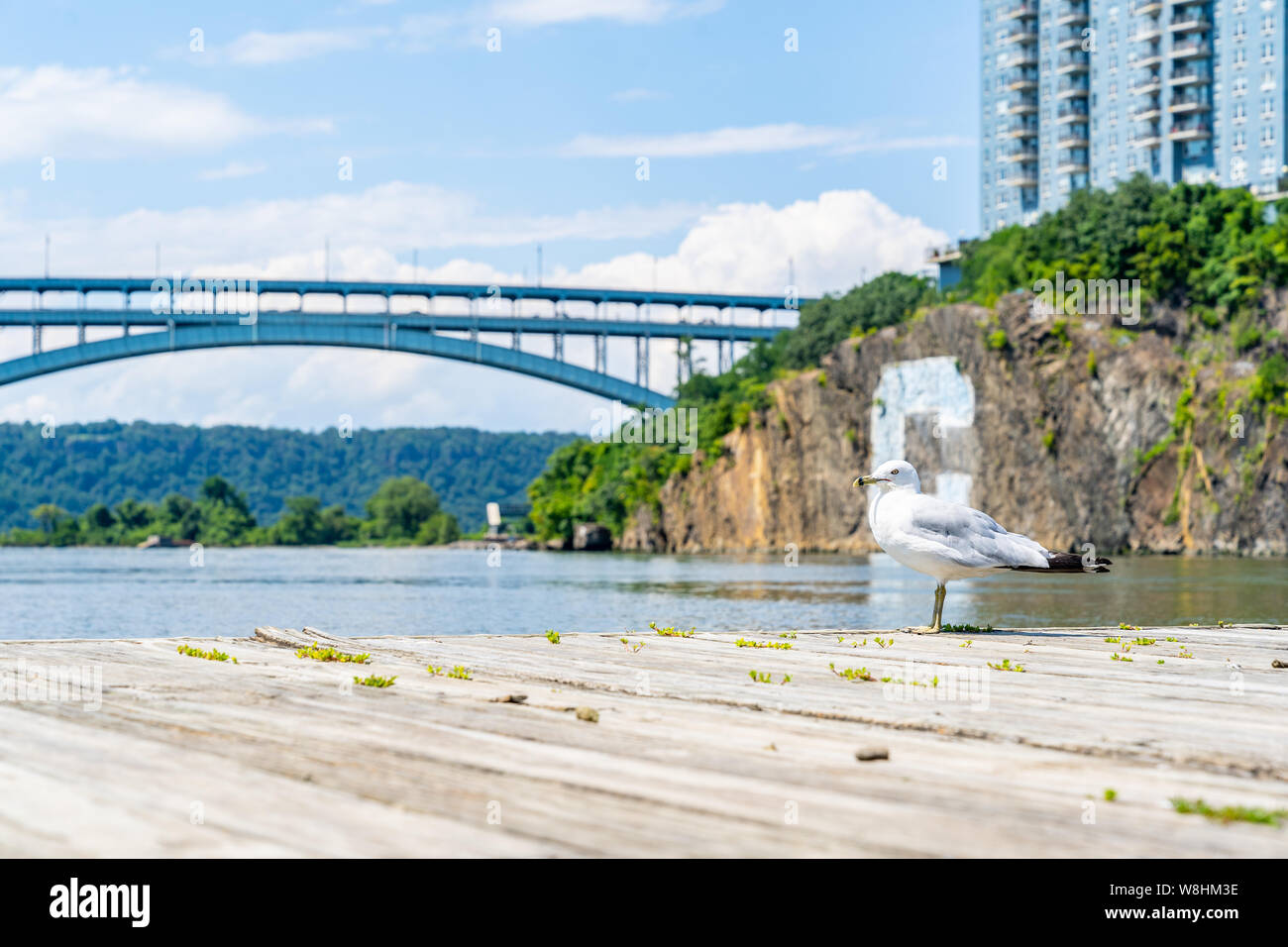 Mouette dans la ville de New York. Banque D'Images