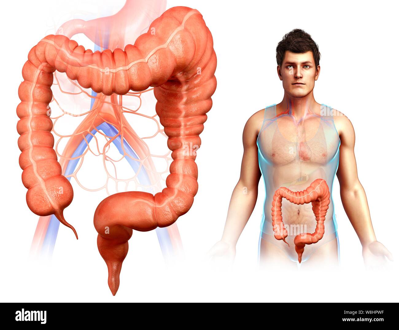 Illustration d'un homme avec mega colon Photo Stock - Alamy