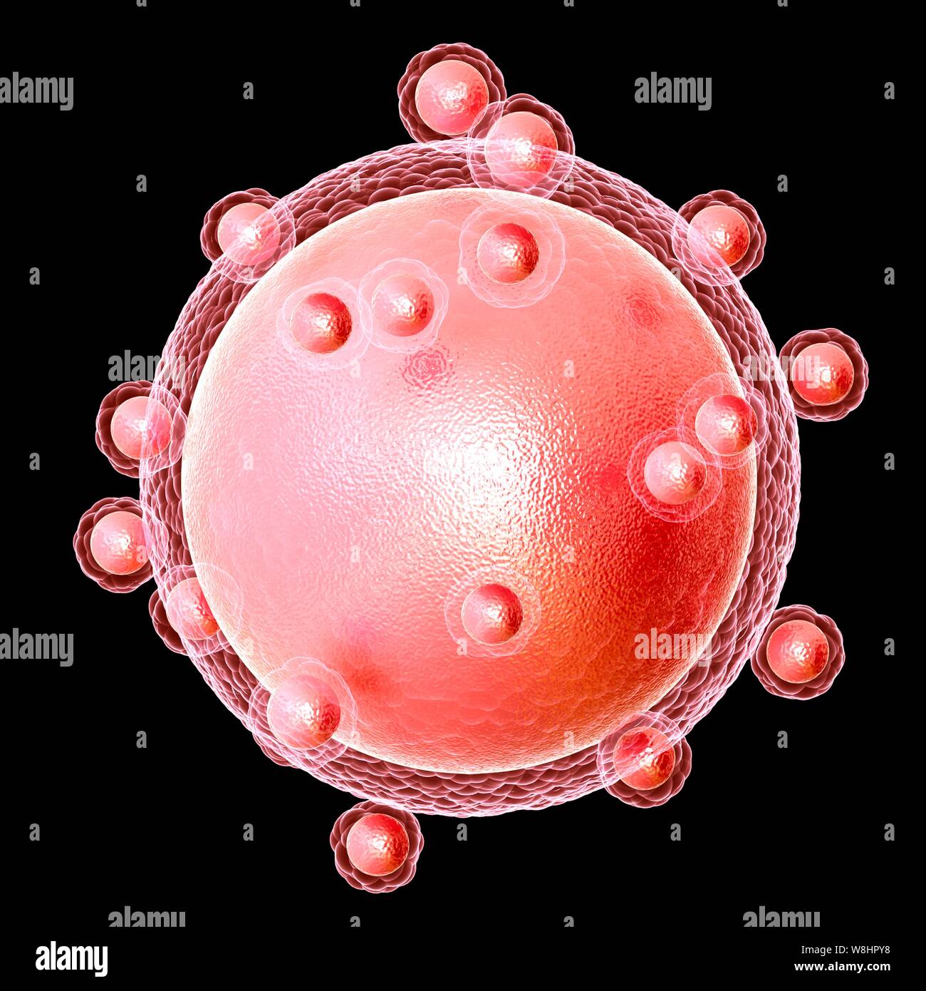 Illustration d'un ovule humain (ovule). Banque D'Images