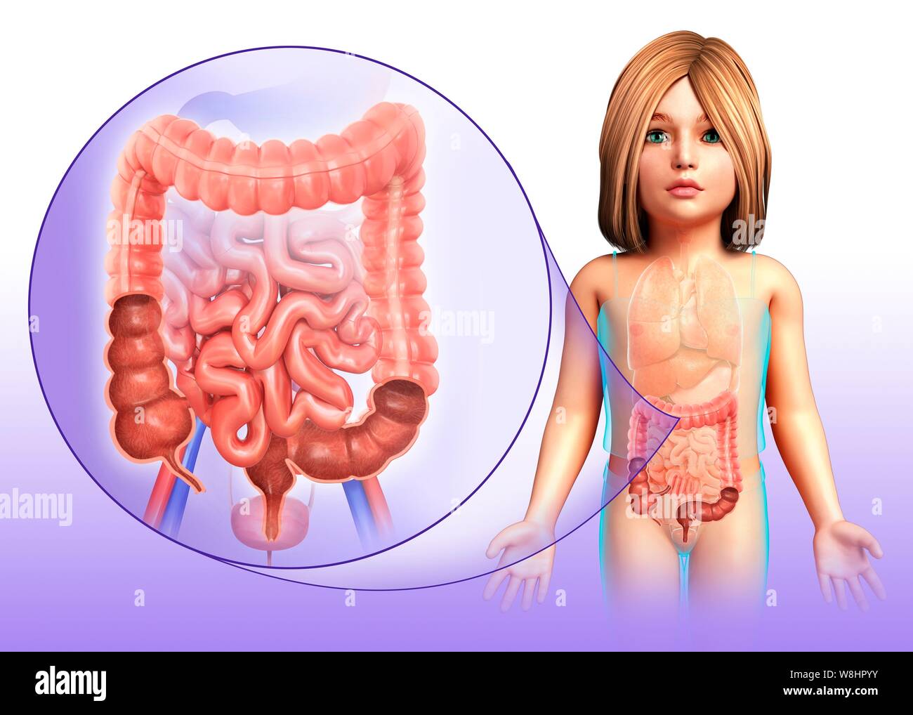 Illustration d'un enfant est gros et le petit intestin. Banque D'Images