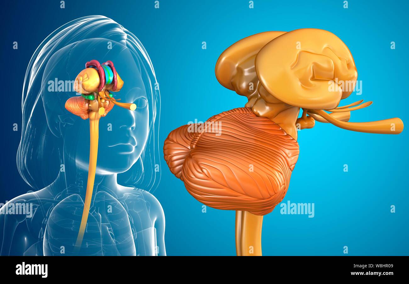 Illustration d'une des structures du cerveau de l'enfant. Banque D'Images