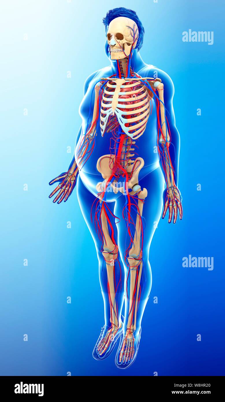 Illustration de l'homme et circulatoire du squelette. Banque D'Images