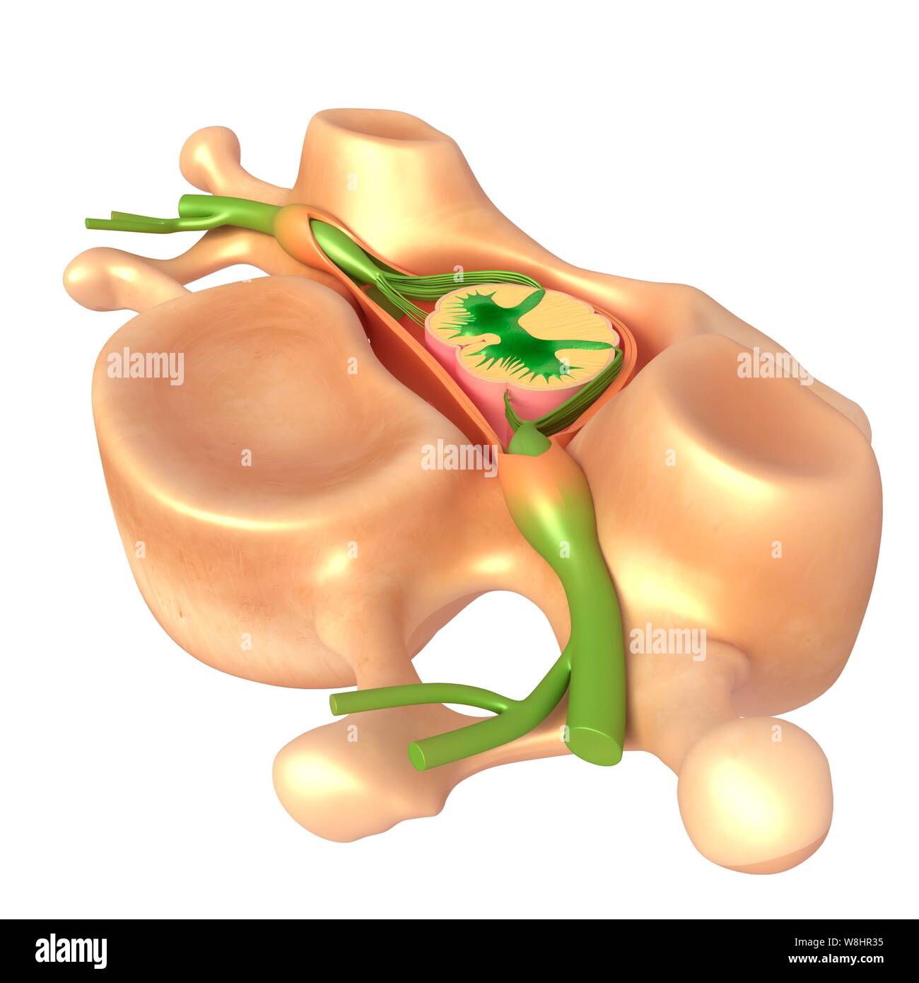 Illustration de la vertèbre et la moelle épinière de l'anatomie. Banque D'Images