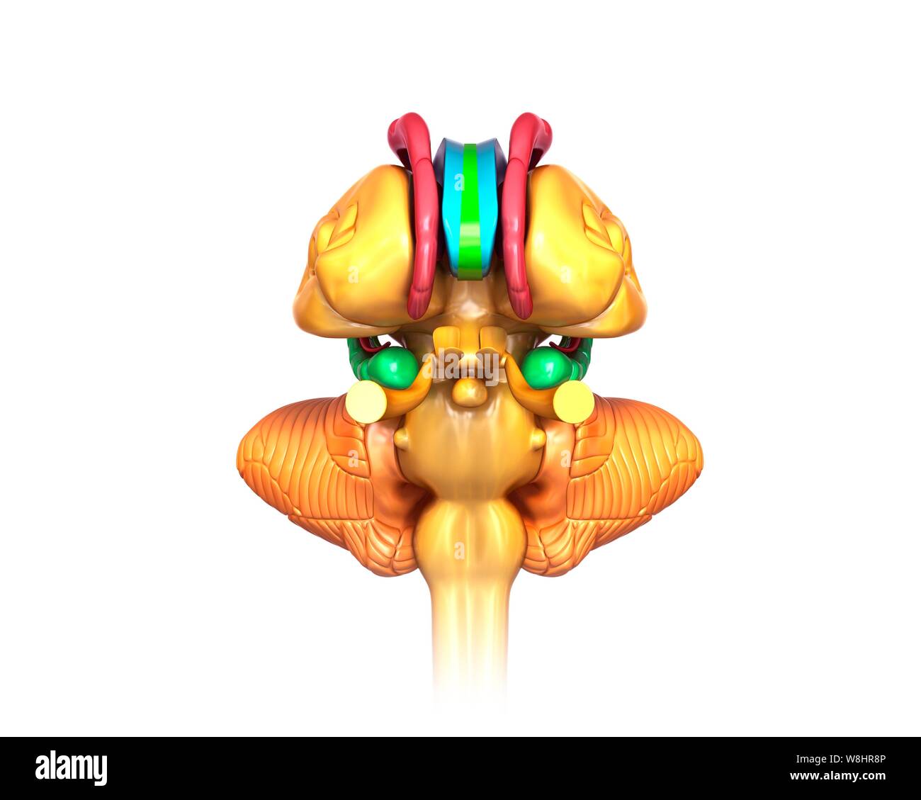Illustration de structures du cerveau humain. Banque D'Images