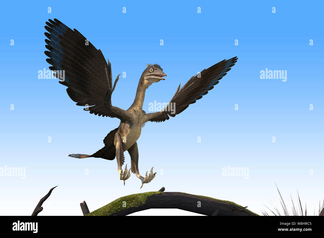 Dinosaure archéoptéryx, illustration. Ces oiseaux comme les dinosaures ont vécu il y a environ 150 millions d'années durant le Jurassique tardif. Banque D'Images